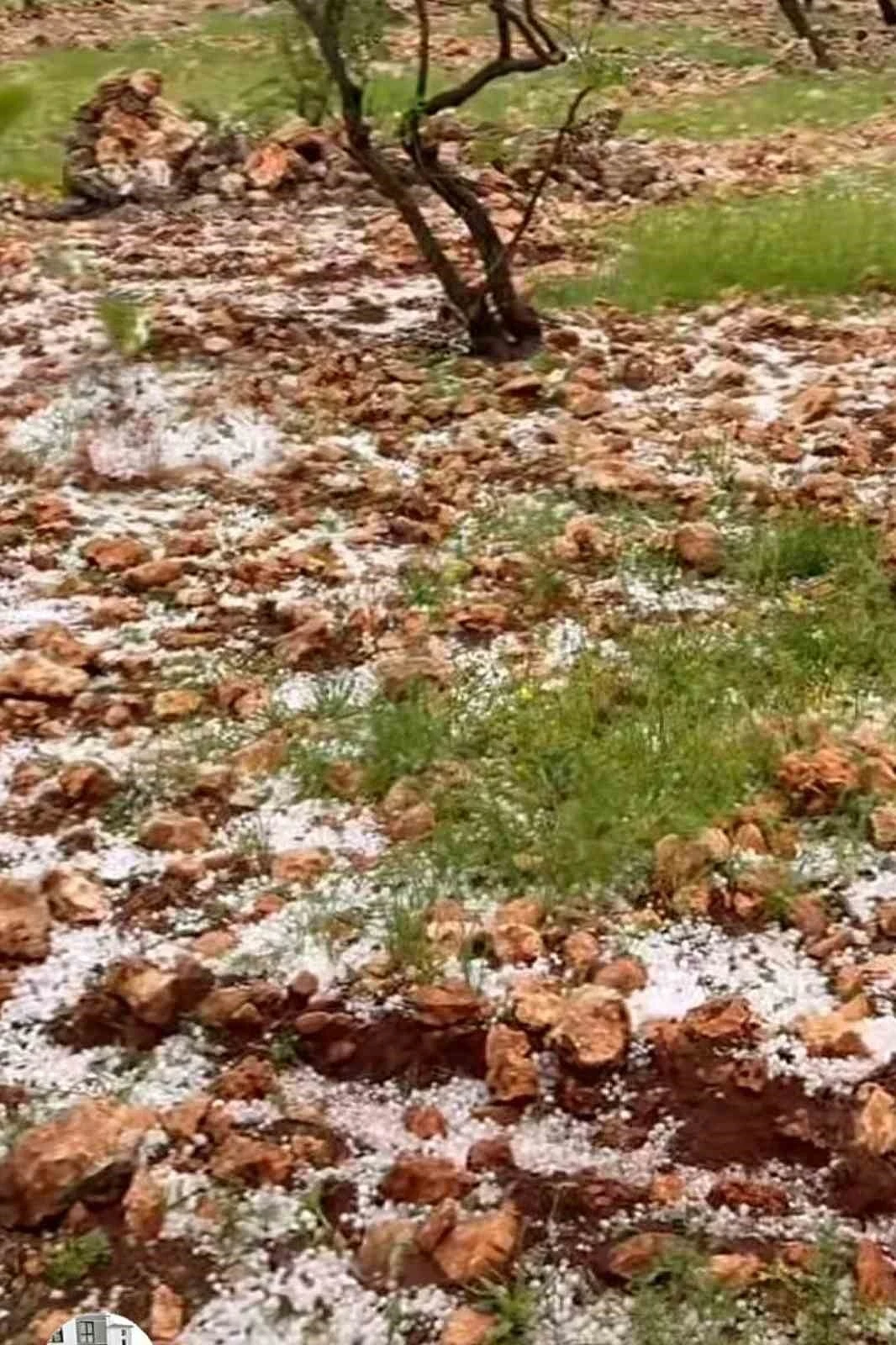 Dolu yağışı Antep fıstığı bah&ccedil;elerine zarar verdi
