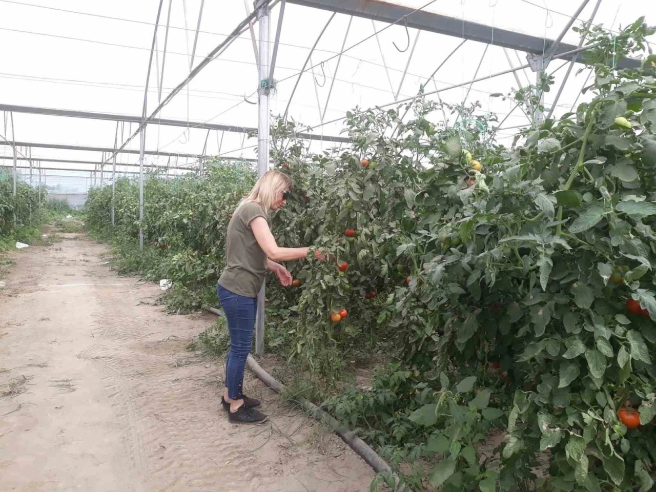 Domateste hasat öncesi numuneler alındı
