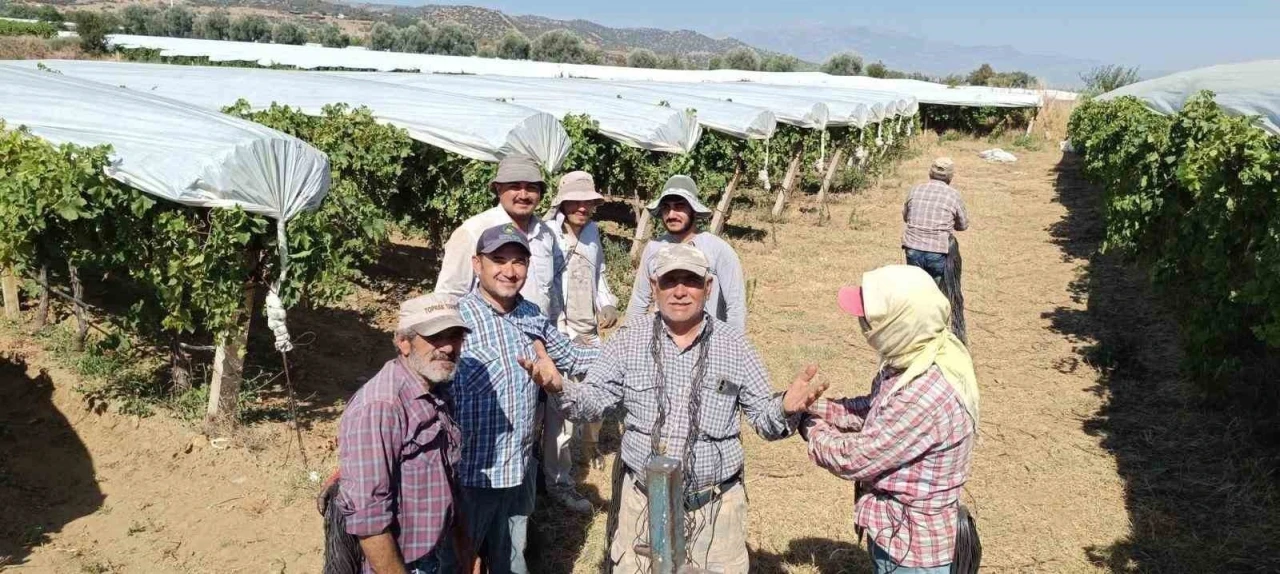 D&uuml;nyaca &uuml;nl&uuml; Sultaniye &uuml;z&uuml;m&uuml;ne beyaz kalkan
