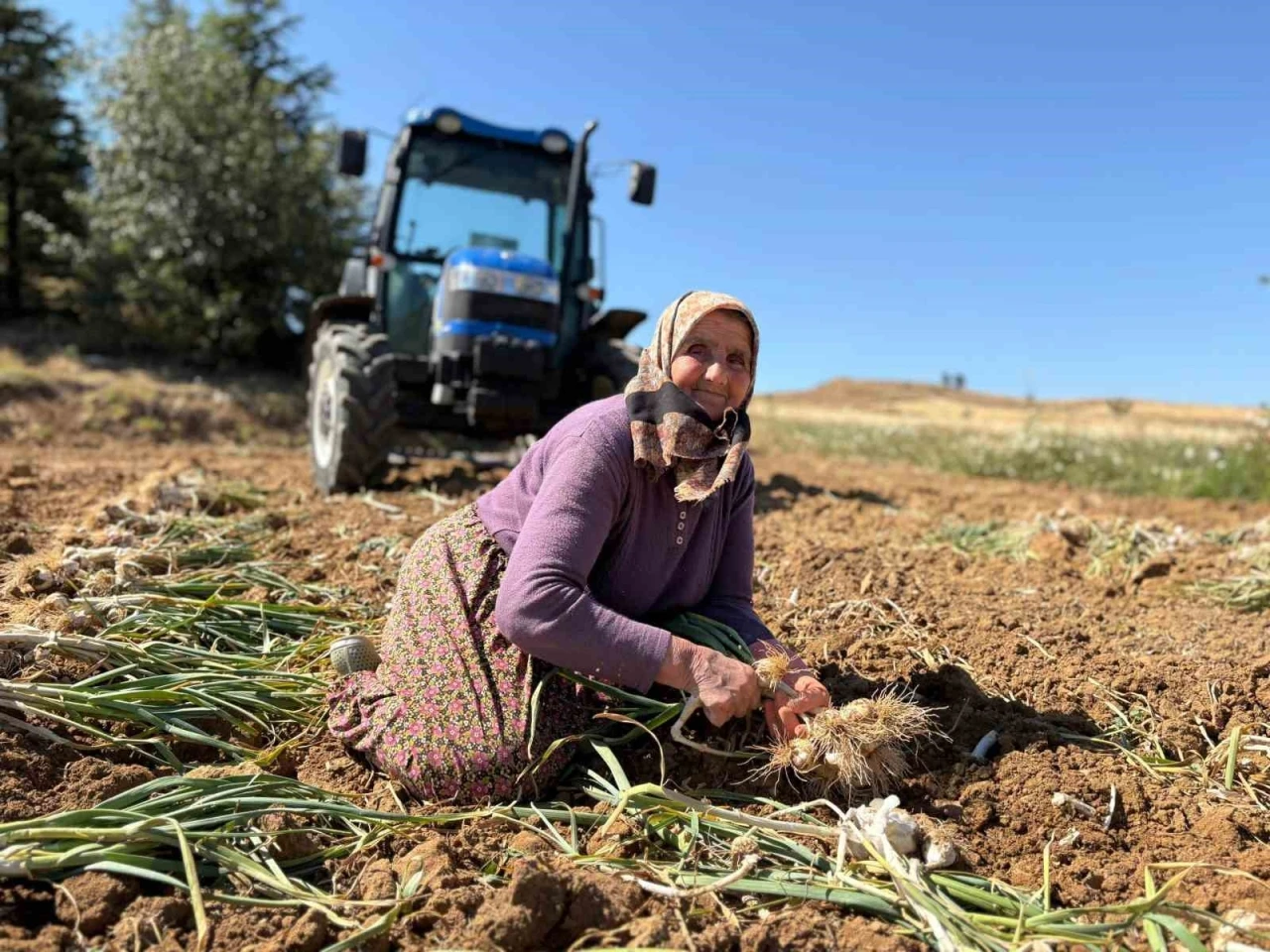 Dünyaca ünlü Taşköprü sarımsağında hasat dönemi başladı
