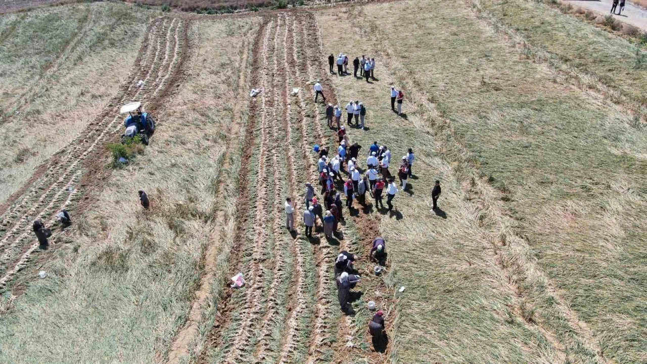 D&uuml;nyaca &uuml;nl&uuml; Taşk&ouml;pr&uuml; sarımsağının hasadı başladı

