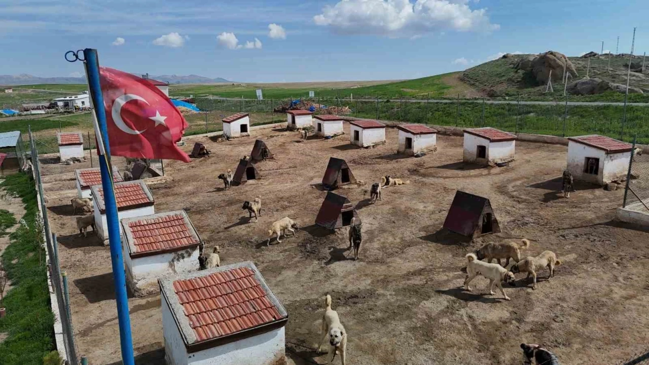 Dünyada eşi benzeri bulunmayan Kangallara Ortadoğu ülkeleri talip oldu
