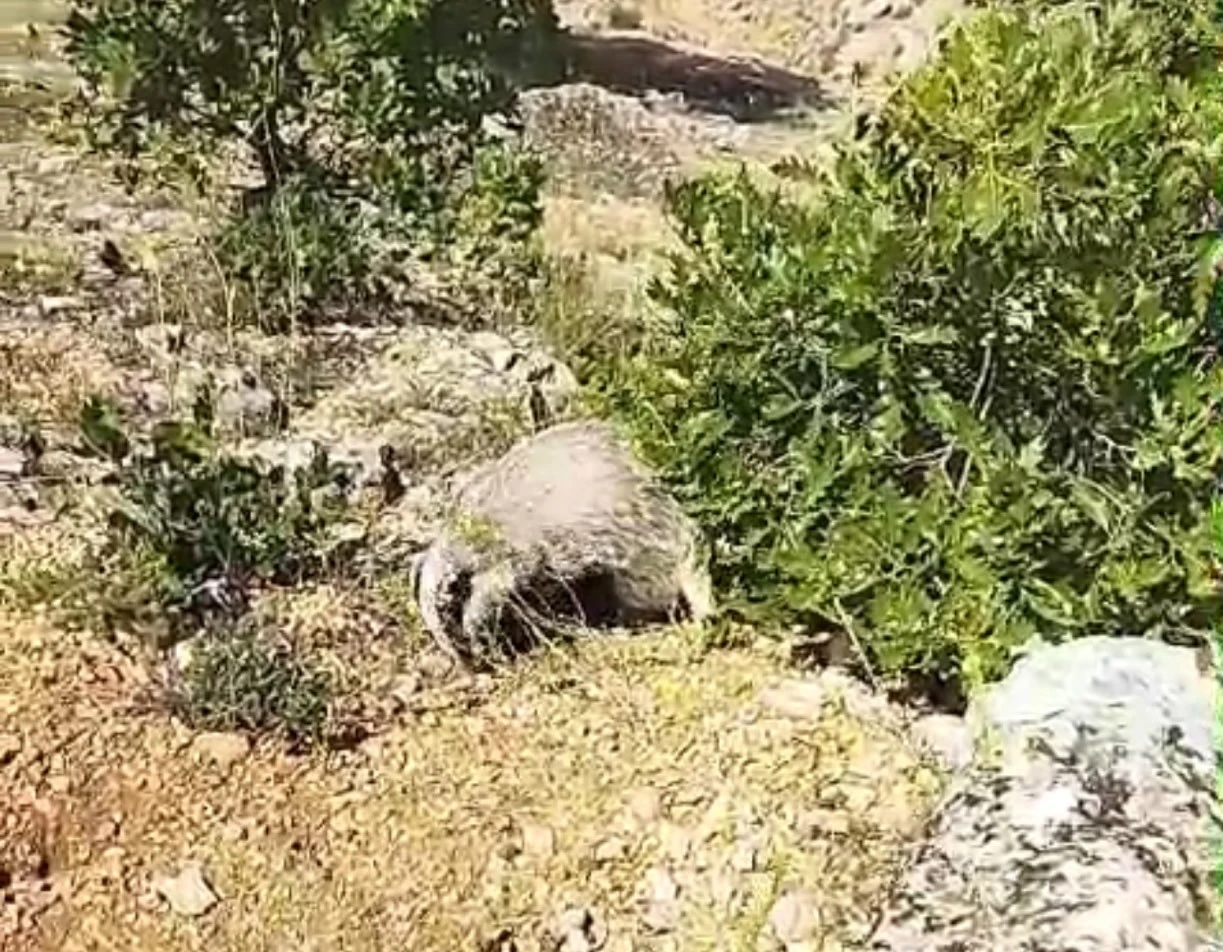 Dünyanın en korkusuz hayvanı bal porsuğunu tek darbeyle bayı