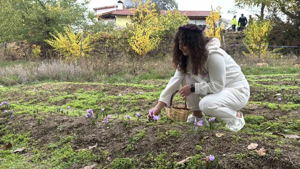 ’Dünyanın en pahalı baharatı’ safranın kilogramı 600 bin liradan satılacak
