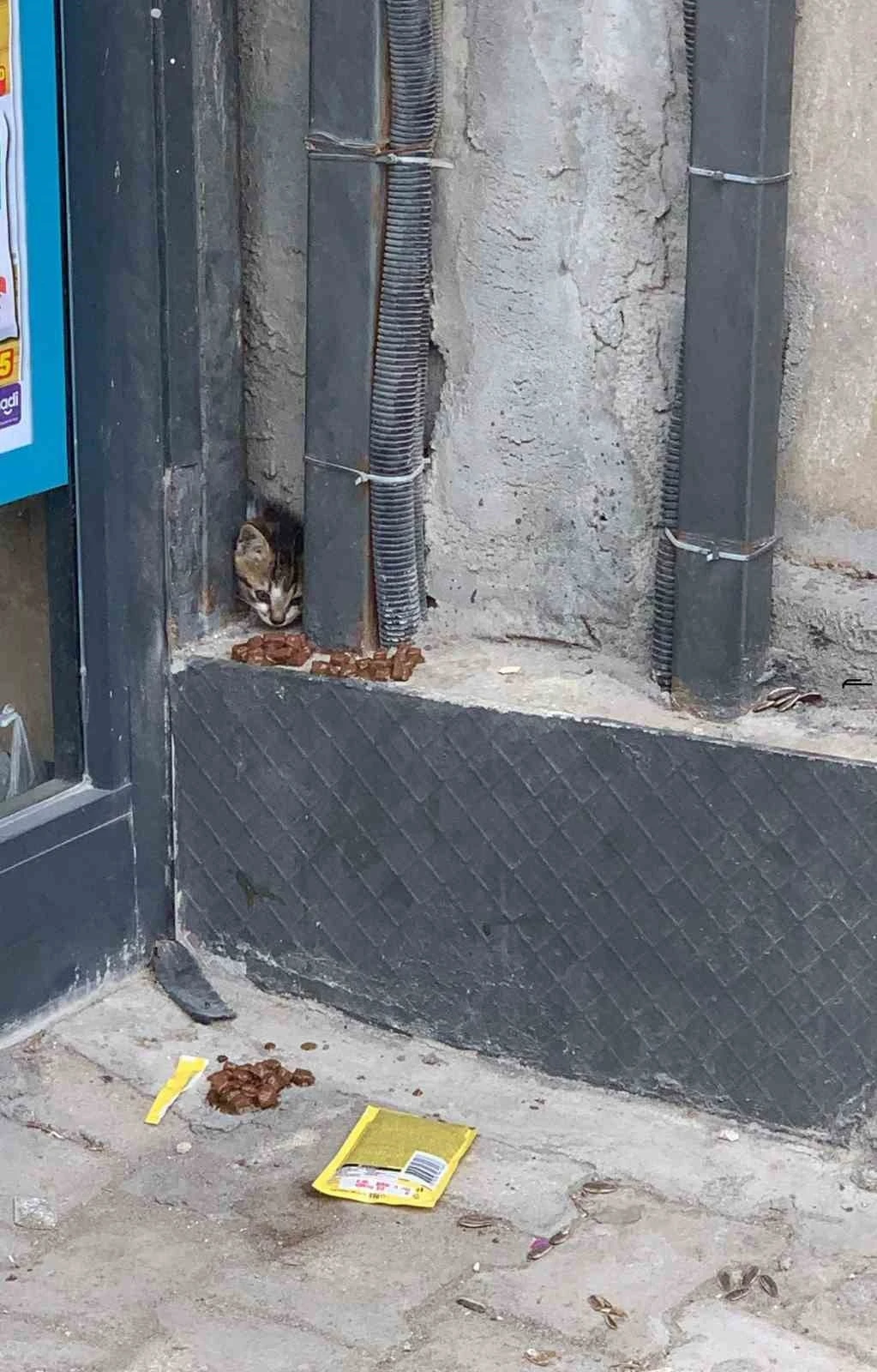 Duvar arasında mahsur kalan kedi, duvarın kırılmasıyla kurtarıldı
