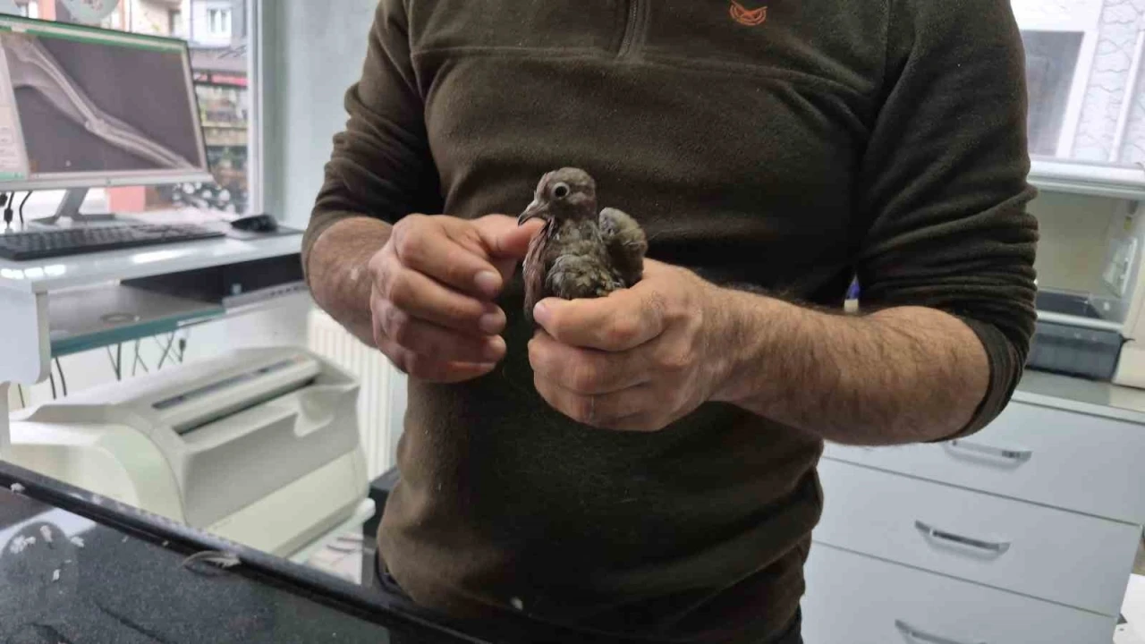 Duyarlı vatandaştan örnek davranış: Yolda bulduğu kumruya su verip veterinere teslim etti
