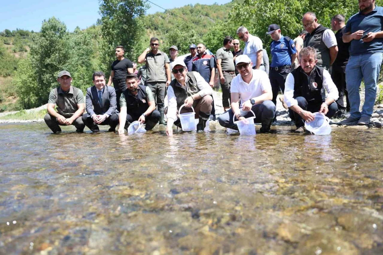 Düzce’de 20 bin benekli alabalık salındı
