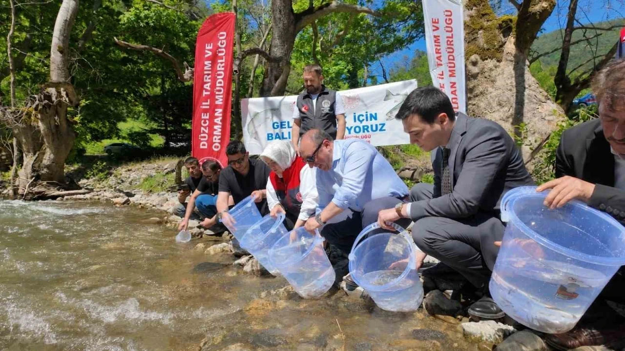 D&uuml;zce&rsquo;de 7 bin 500 kırmızı benekli alabalık yavrusu sularla buluştu
