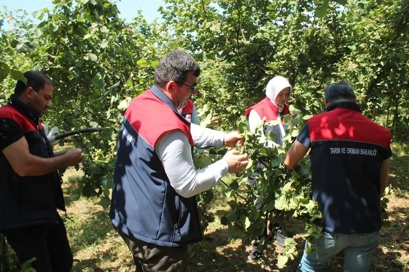 Düzce’de fındık rekolte tespiti sürüyor
