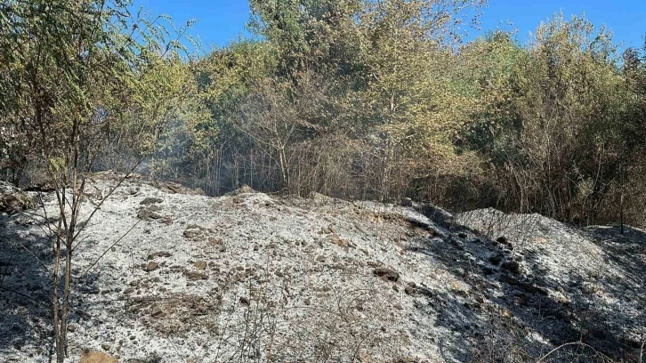 Düzce’de orman yangını