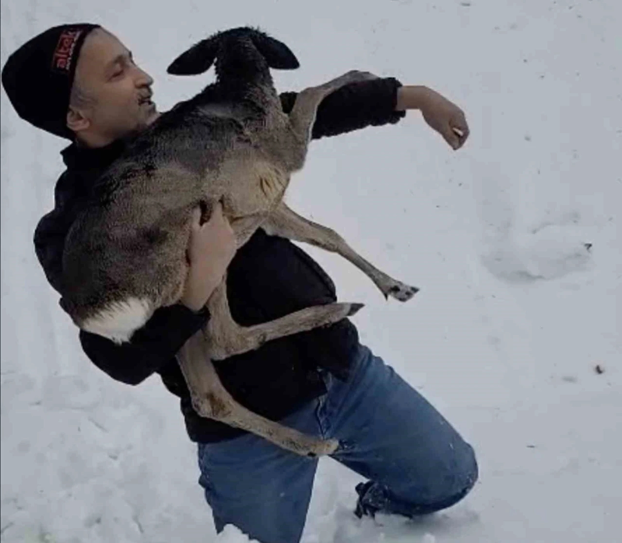 D&uuml;zce&rsquo;de yaralı halde bulunan yavru karaca koruma altına alındı
