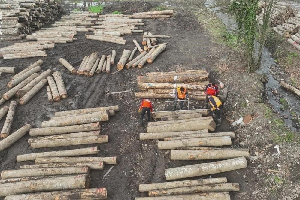 D&uuml;zce&rsquo;den 23 bin 391,39 ton orman &uuml;r&uuml;n&uuml; ihra&ccedil; edildi
