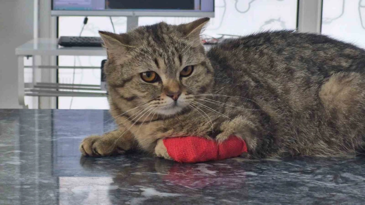 Düzce’den 420,3 ton kedi köpek maması ihraç edildi
