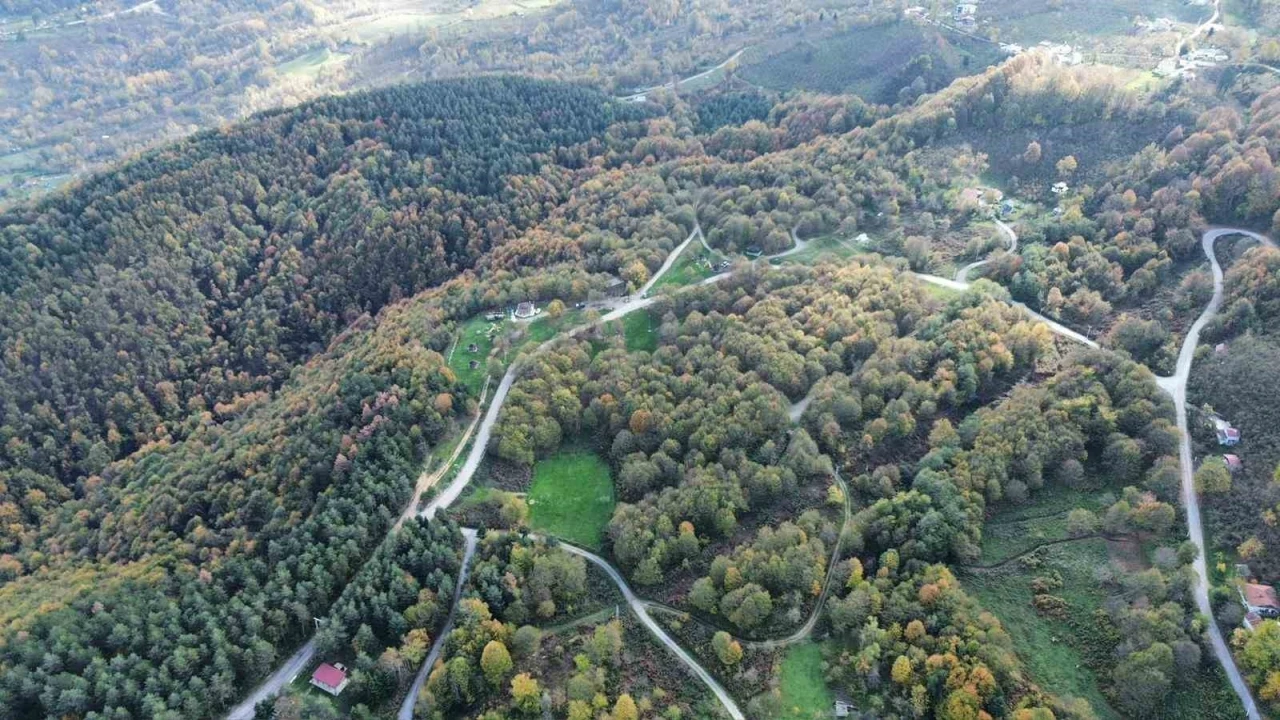 Düzce ormanlarında &quot;renk cümbüşü&quot; yaşanıyor
