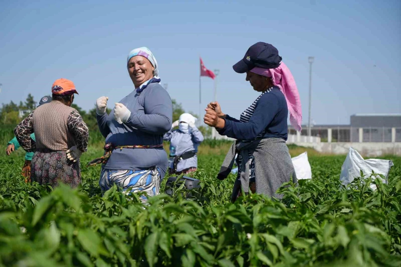 Edirne&rsquo;de 35 derecede acı biber hasadı başladı
