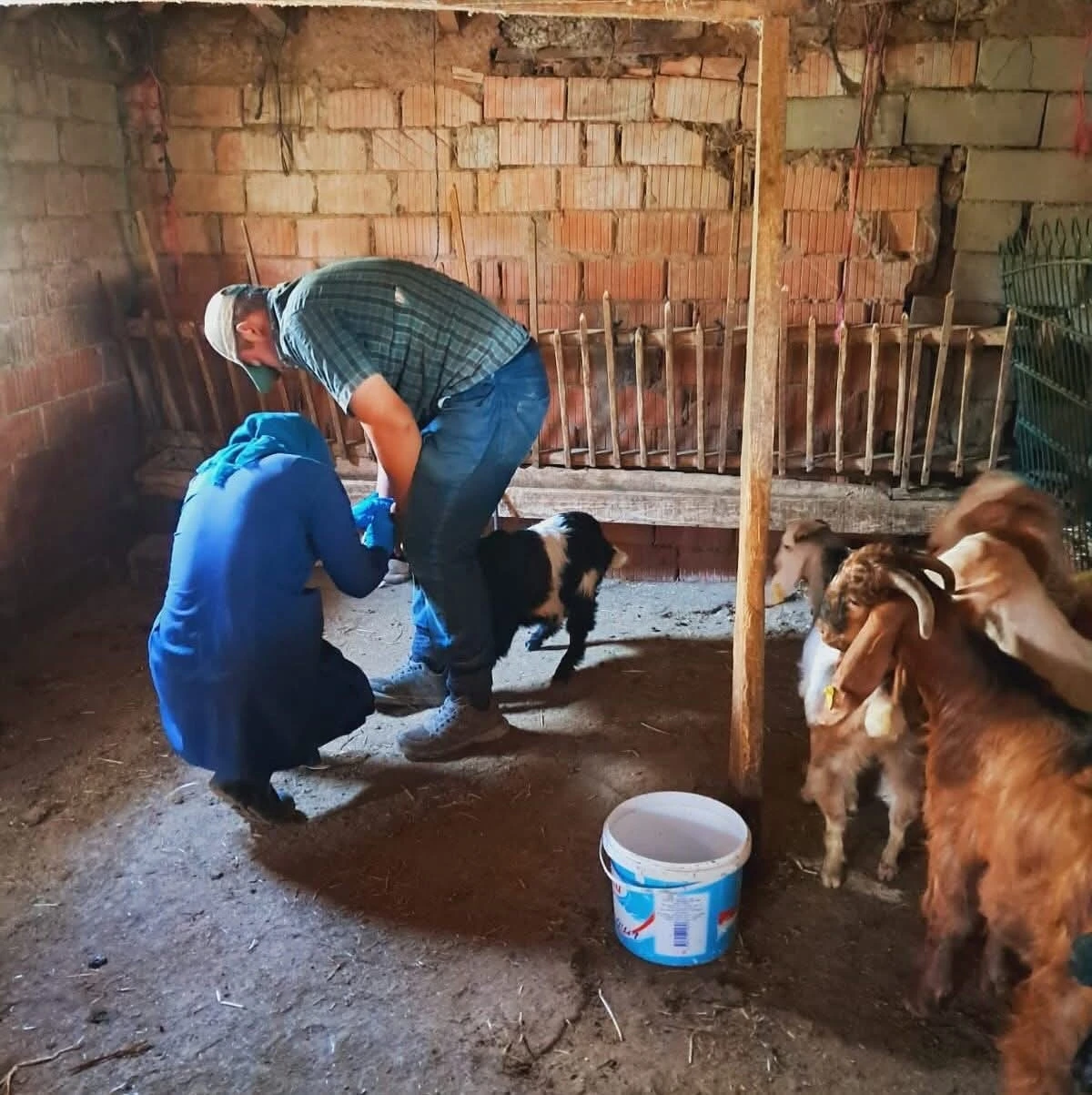Edirne’de küçükbaş hayvanlara brusella aşısı uygulandı
