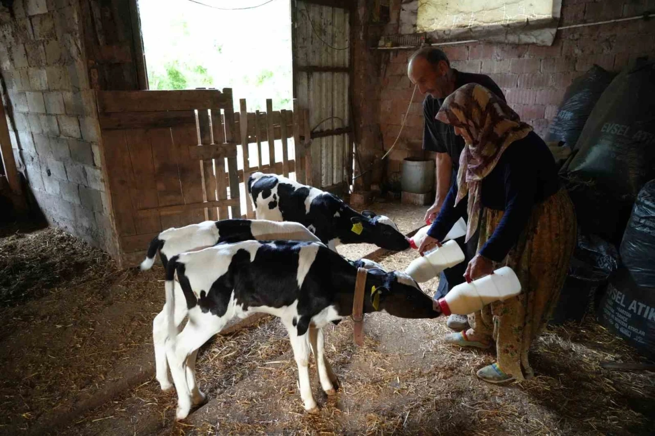 Edirne&rsquo;de &uuml;&ccedil;&uuml;z buzağı s&uuml;rprizi: "Rabbim bereketini &uuml;&ccedil; kat verdi"
