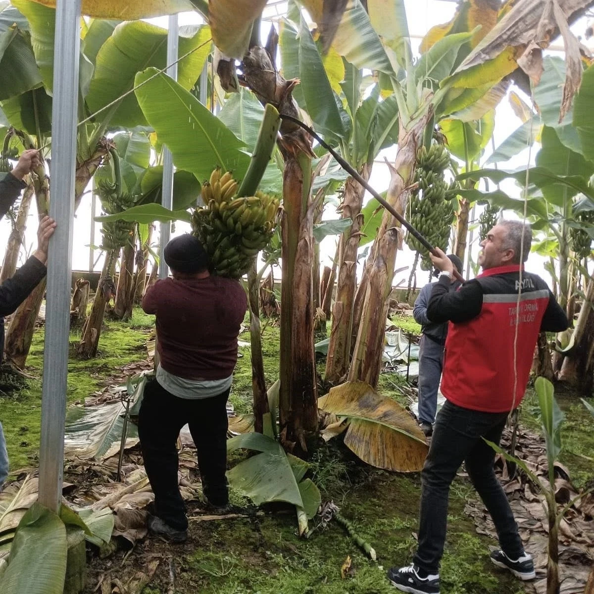 Efeler&rsquo;de muz hasadı başladı
