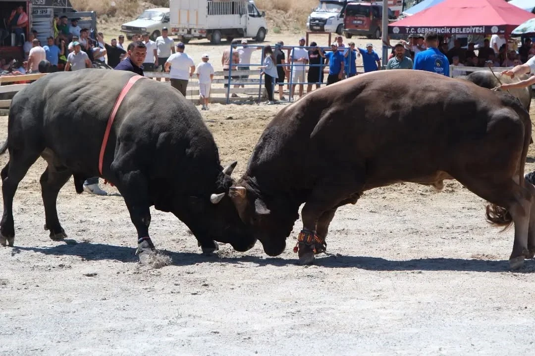 Ege&rsquo;nin pehlivan boğaları Germencik&rsquo;te arenaya &ccedil;ıktı
