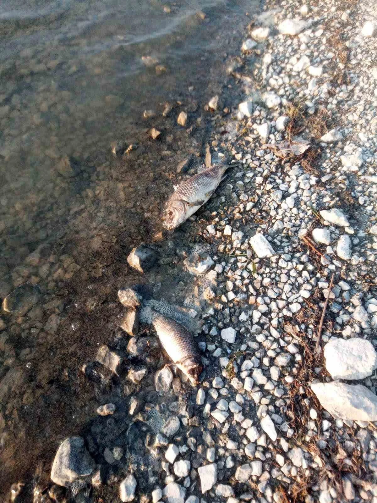 Eğirdir Gölü’nde yüzlerce sazan balığı ölü bulundu
