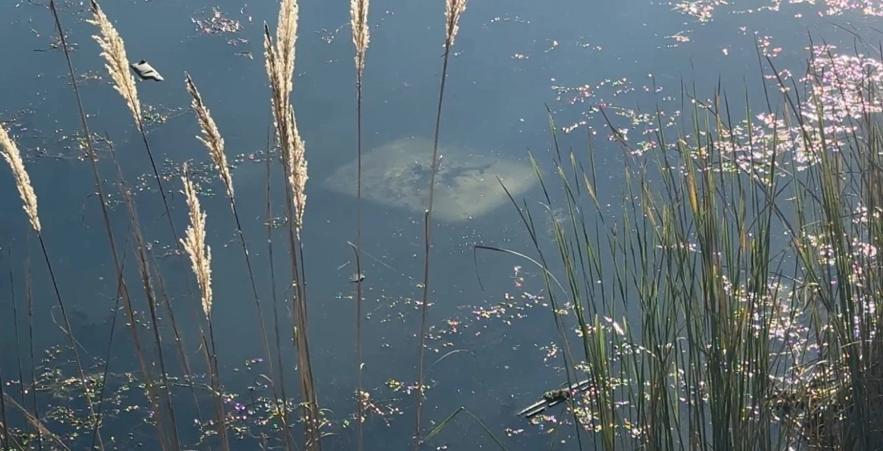 Ehliyetsiz sürücü araçla gölete düştü
