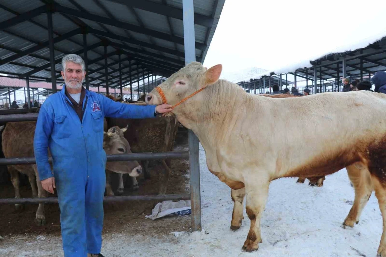 Eksi 15&rsquo;de hayvan pazarı kuruldu
