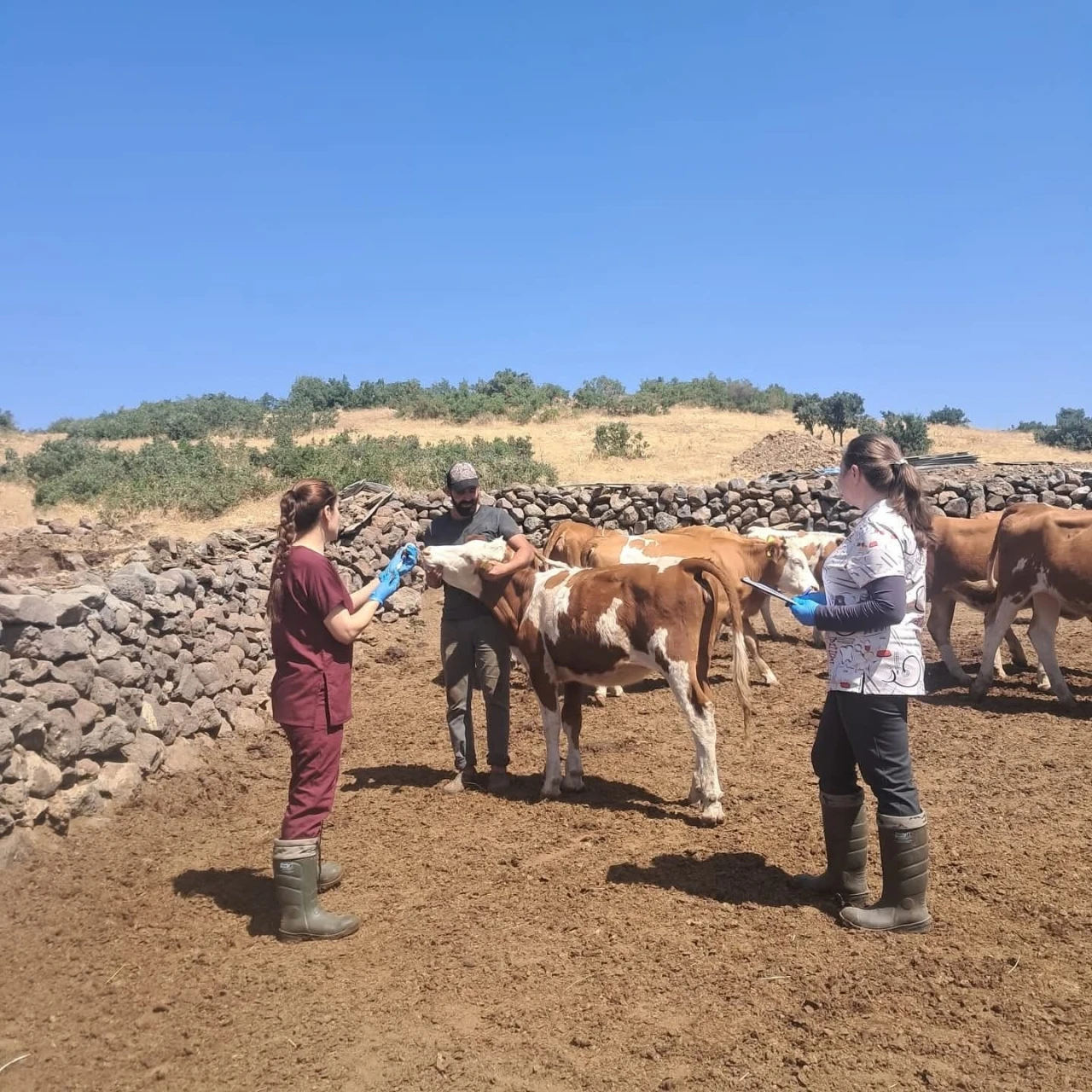 Elazığ büyükbaş hayvanlara yönelik  aşılama çalışması
