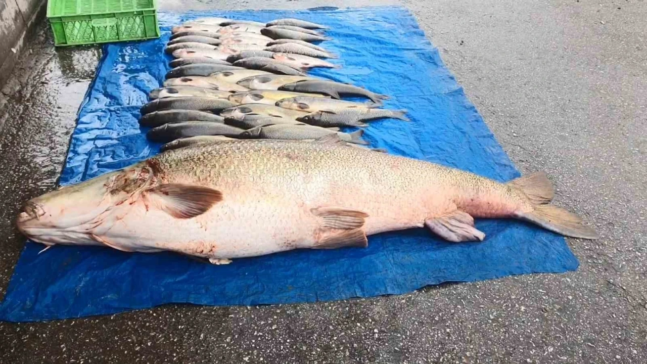 Elazığ&rsquo;da 52 kilogram ağırlığında turna yakalandı
