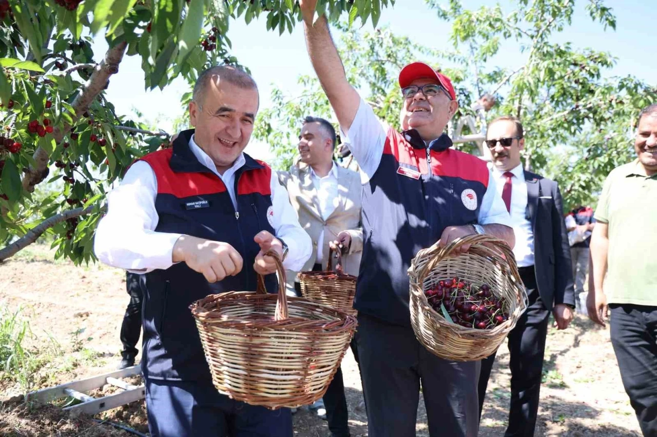 Elazığ&rsquo;da 7 bin dekar alanda kiraz hasadı devam ediyor
