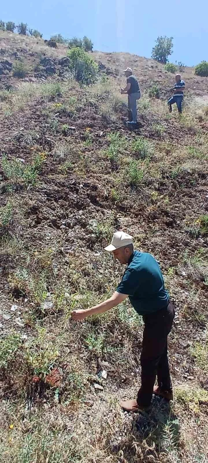 Elazığ’da ada çayı izleme çalışması yapıldı

