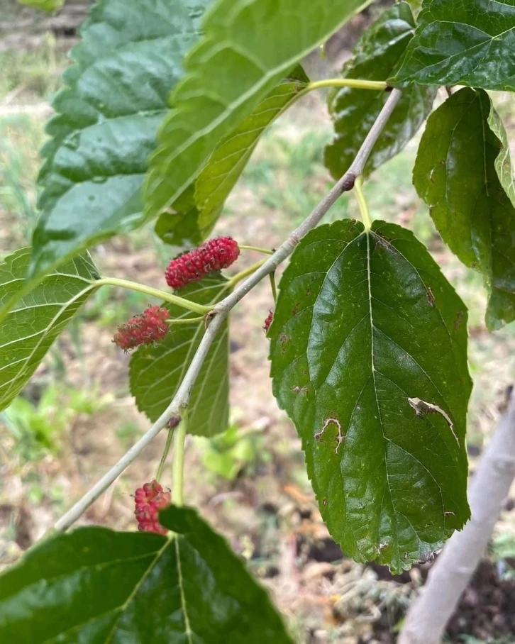 Elazığ&rsquo;da ağa&ccedil;lar da şaşırdı: Sonbaharda dut ağacı ikinci kez meyve verdi
