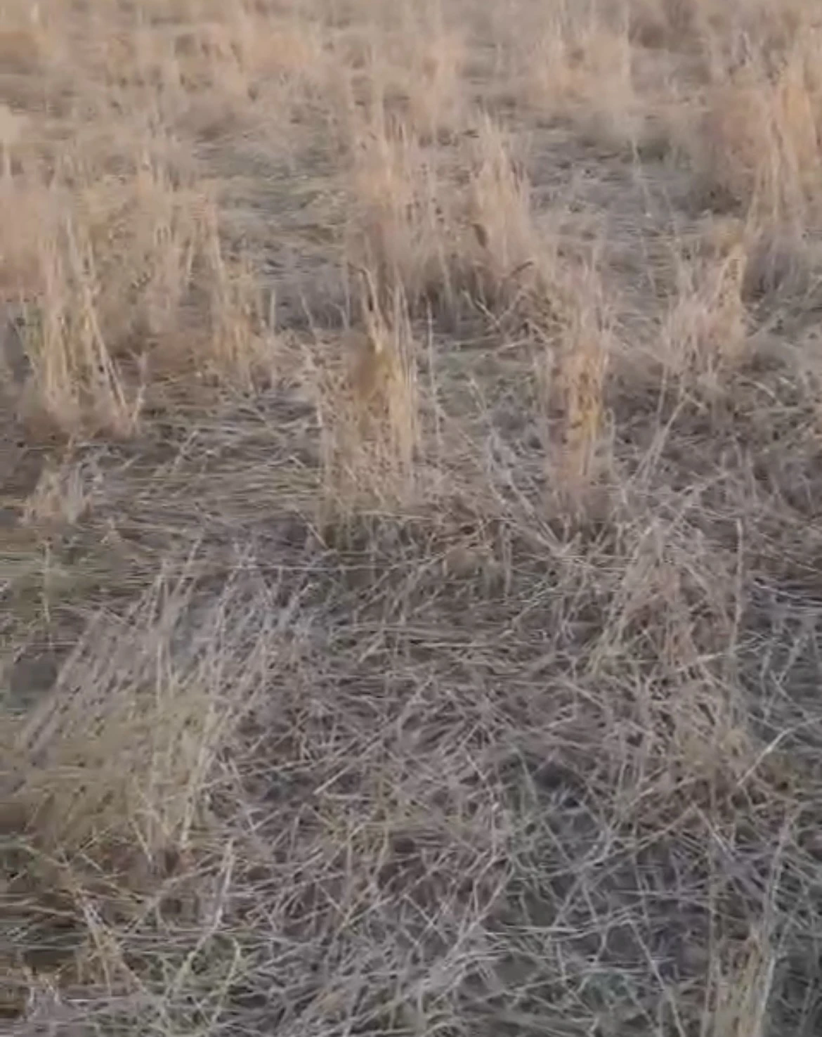 Elazığ’da araziler yaban domuzlarının istilasına uğradı
