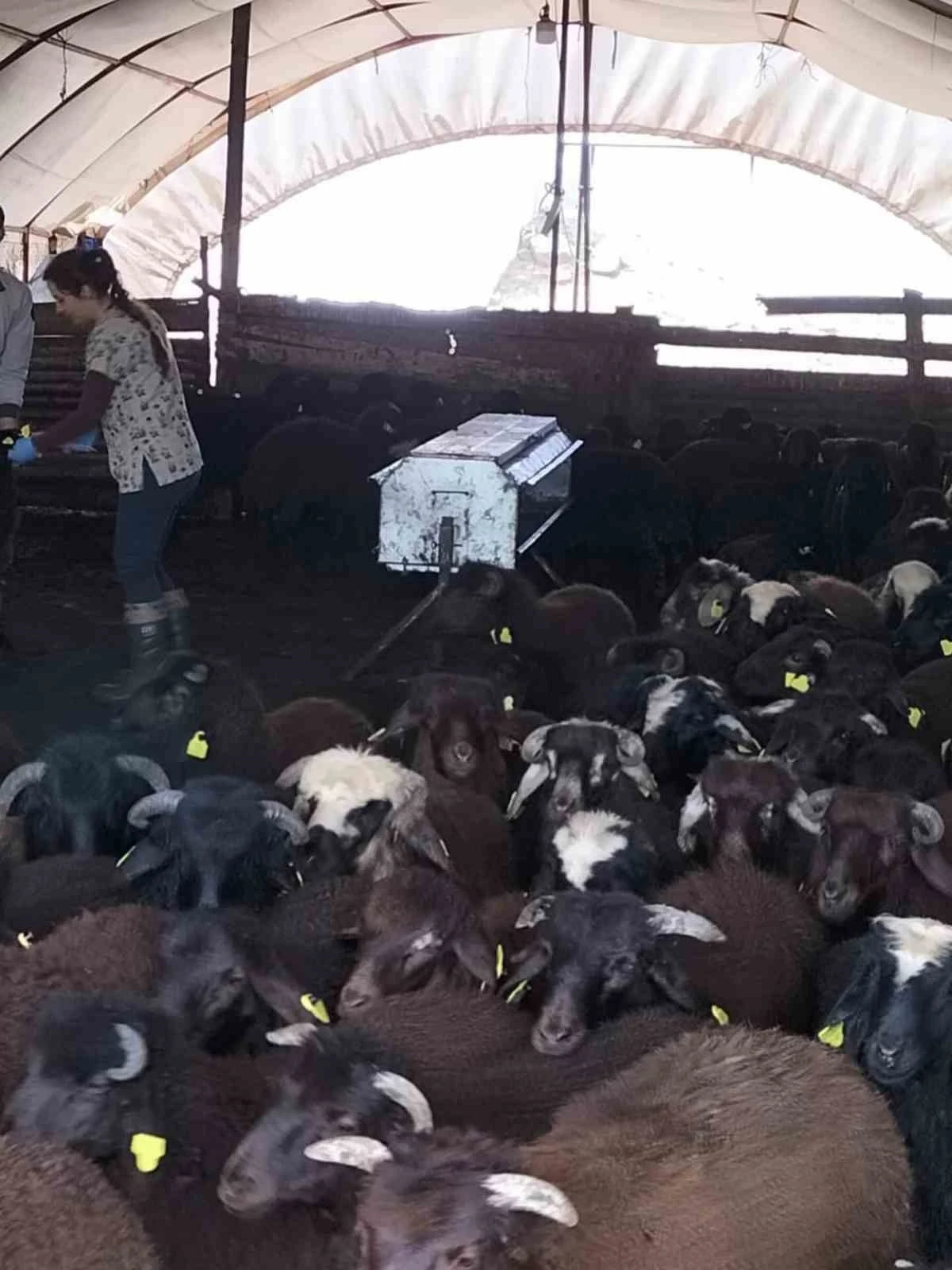 Elazığ’da aşılama ve küpeleme çalışmaları sürüyor
