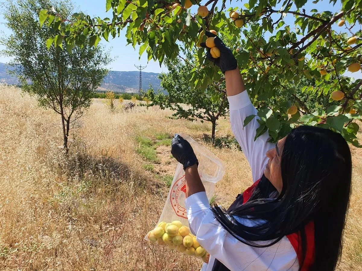 Elazığ&rsquo;da bitkisel &uuml;retim alanlarında pestisit kalıntısı denetimleri
