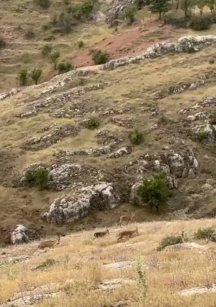 Elazığ’da dağ keçileri sürü halinde görüntülendi
