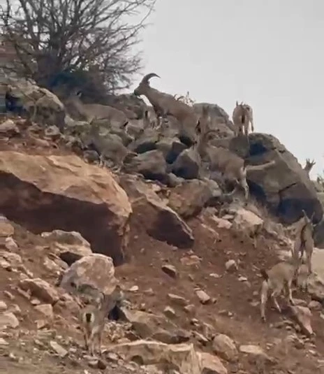 Elazığ’da dağ keçileri sürü halinde görüntülendi
