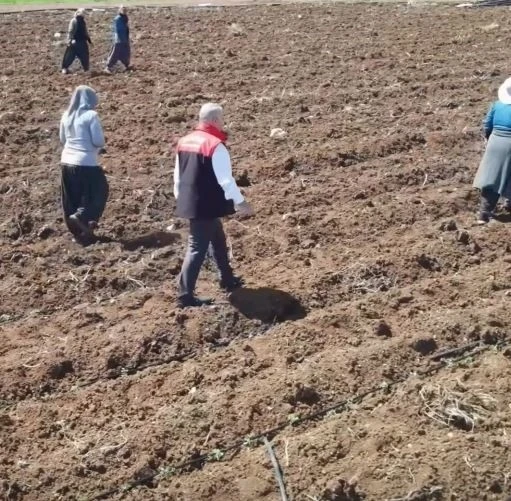 Elazığ&rsquo;da domates &uuml;retiminde yeni sezon  başladı
