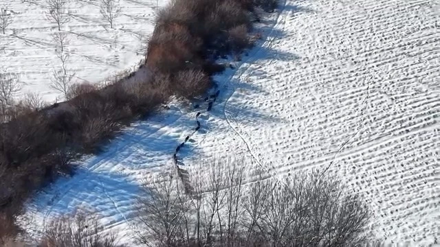 Elazığ&rsquo;da domuz s&uuml;r&uuml;s&uuml; g&ouml;r&uuml;ld&uuml;
