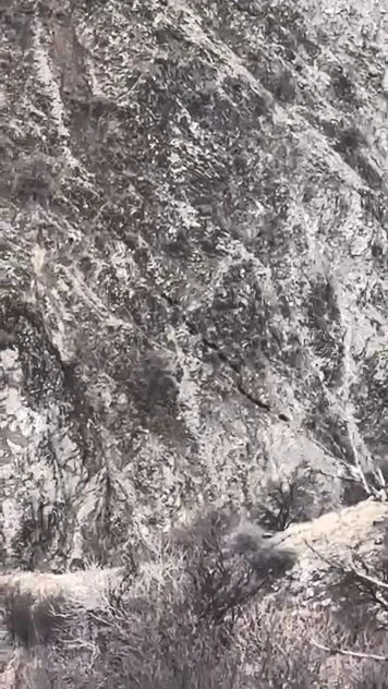 Elazığ&rsquo;da domuz s&uuml;r&uuml;s&uuml; g&ouml;r&uuml;nt&uuml;lendi
