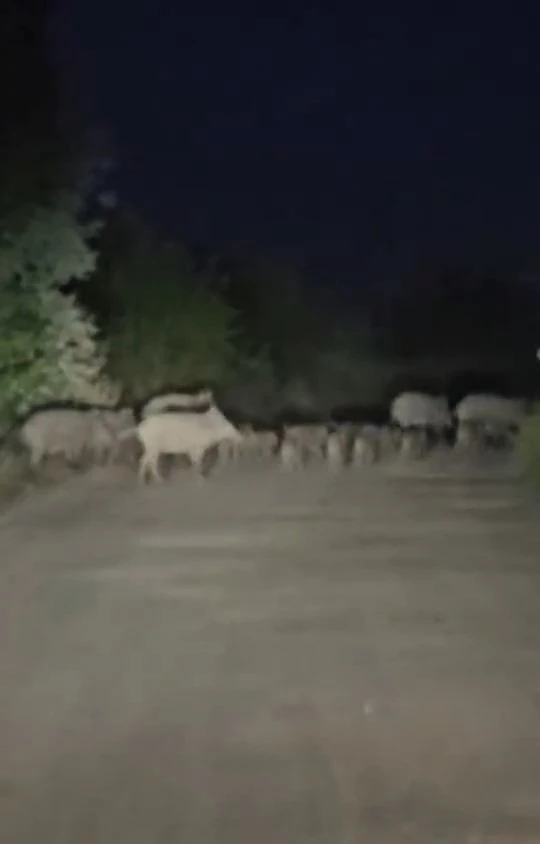 Elazığ’da domuz sürüsü yola indi
