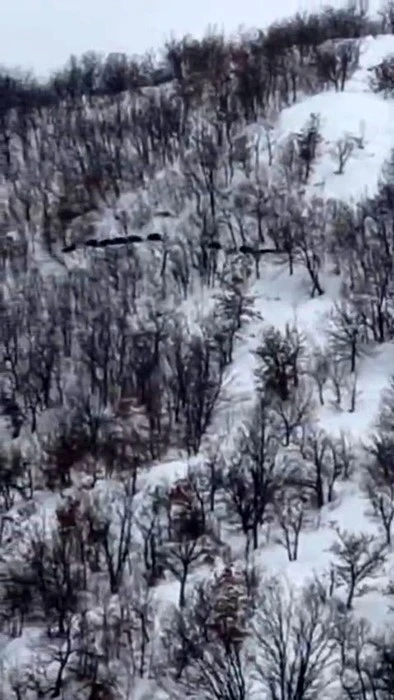 Elazığ&rsquo;da domuz s&uuml;r&uuml;s&uuml;n&uuml; &rsquo;ordu geliyor&rsquo; diye kayda aldı
