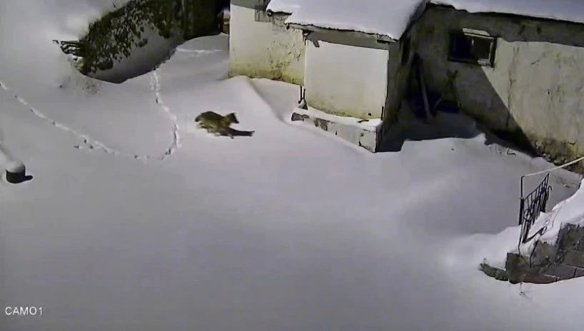 Elazığ&rsquo;da evin &ccedil;evresinde yiyecek arayan kurt kamerada
