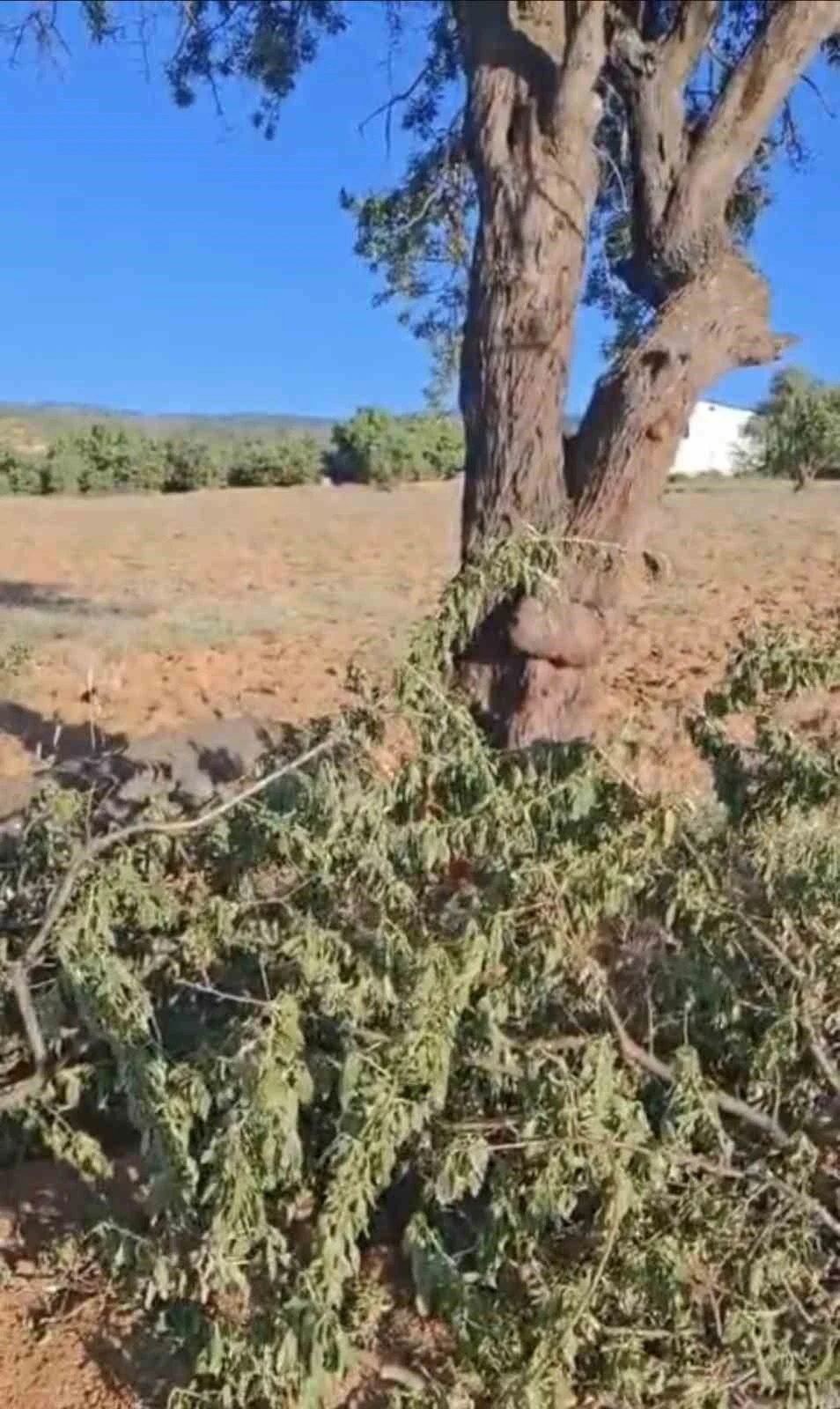 Elazığ’da fırtına ağacı ikiye böldü
