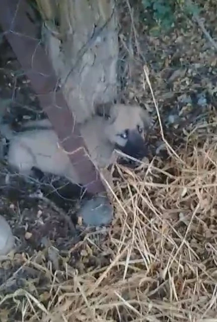 Elazığ’da kafasını tel örgülere sıkıştıran yavru köpeği vatandaşlar kurtardı
