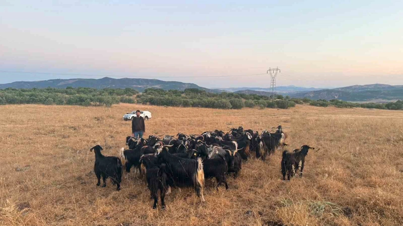 Elazığ&rsquo;da kaybolan 30 ke&ccedil;i dron destekli &ccedil;alışmayla bulundu
