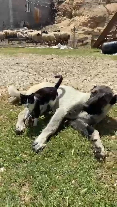 Elazığ’da kedi ile kangalın dostluğu tebessüm ettirdi
