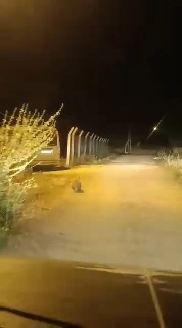 Elazığ’da kırmızı listede bulunan porsuk görüldü
