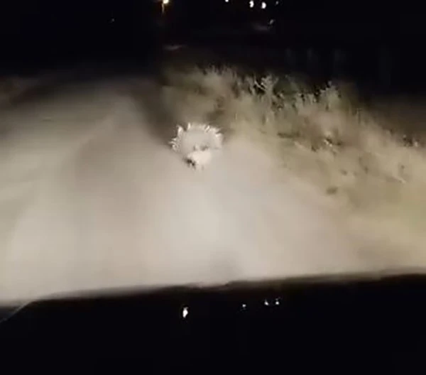 Elazığ’da nesli tükenme tehlikesi altında olan oklu kirpi görüntülendi
