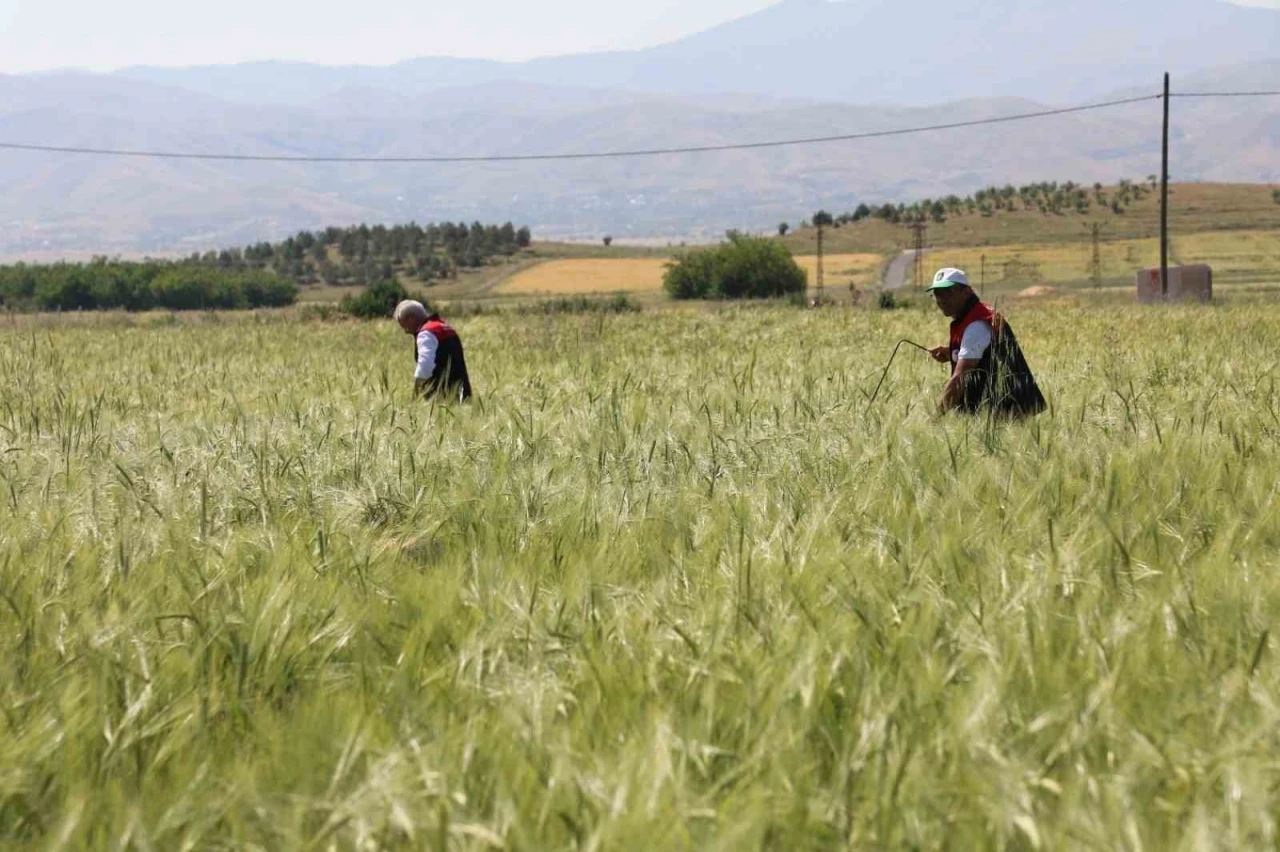 Elazığ’da süne sürveyi ve CBS çalışmaları sahada d