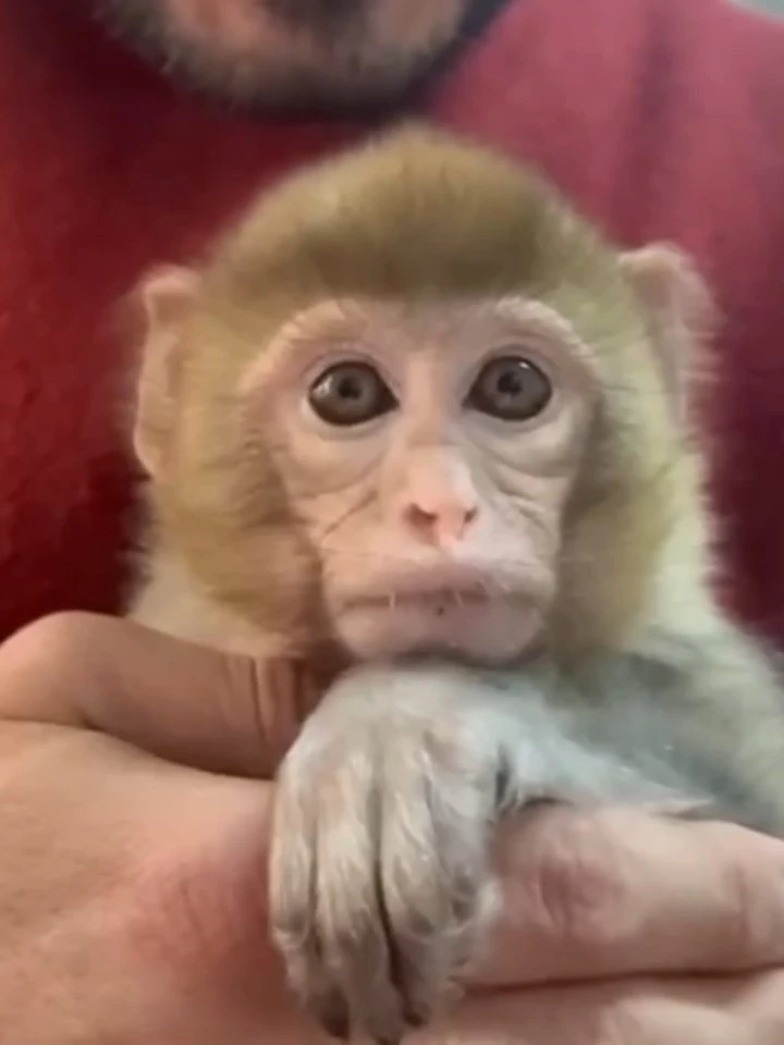 Elazığ&rsquo;da yakalanan maymun koruma altına alındı
